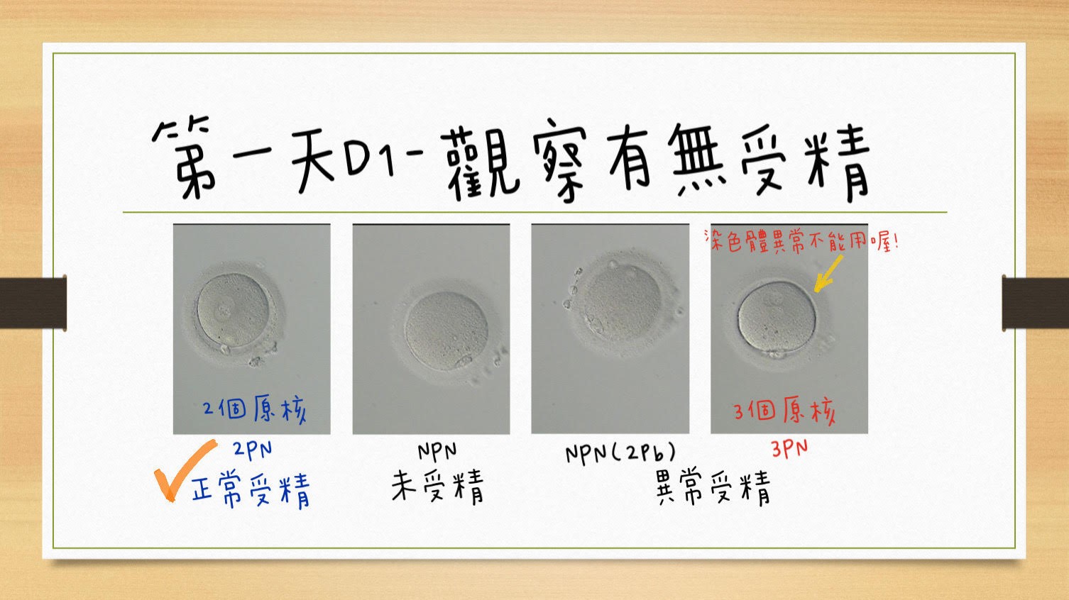 胚胎寶寶是如何發育的呢？的第2張圖片